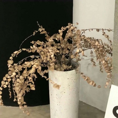 金沙福瑞交流群